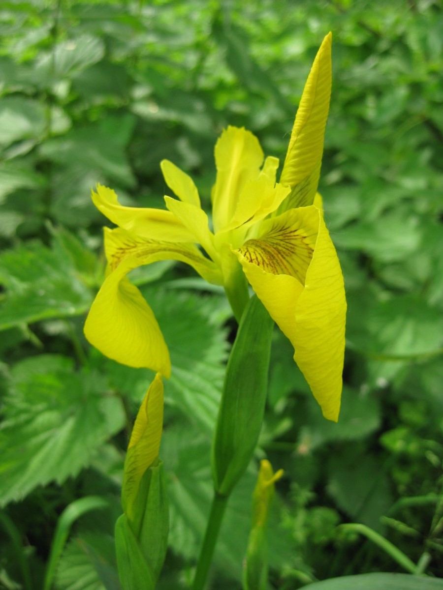 Blüte der Wasseriris