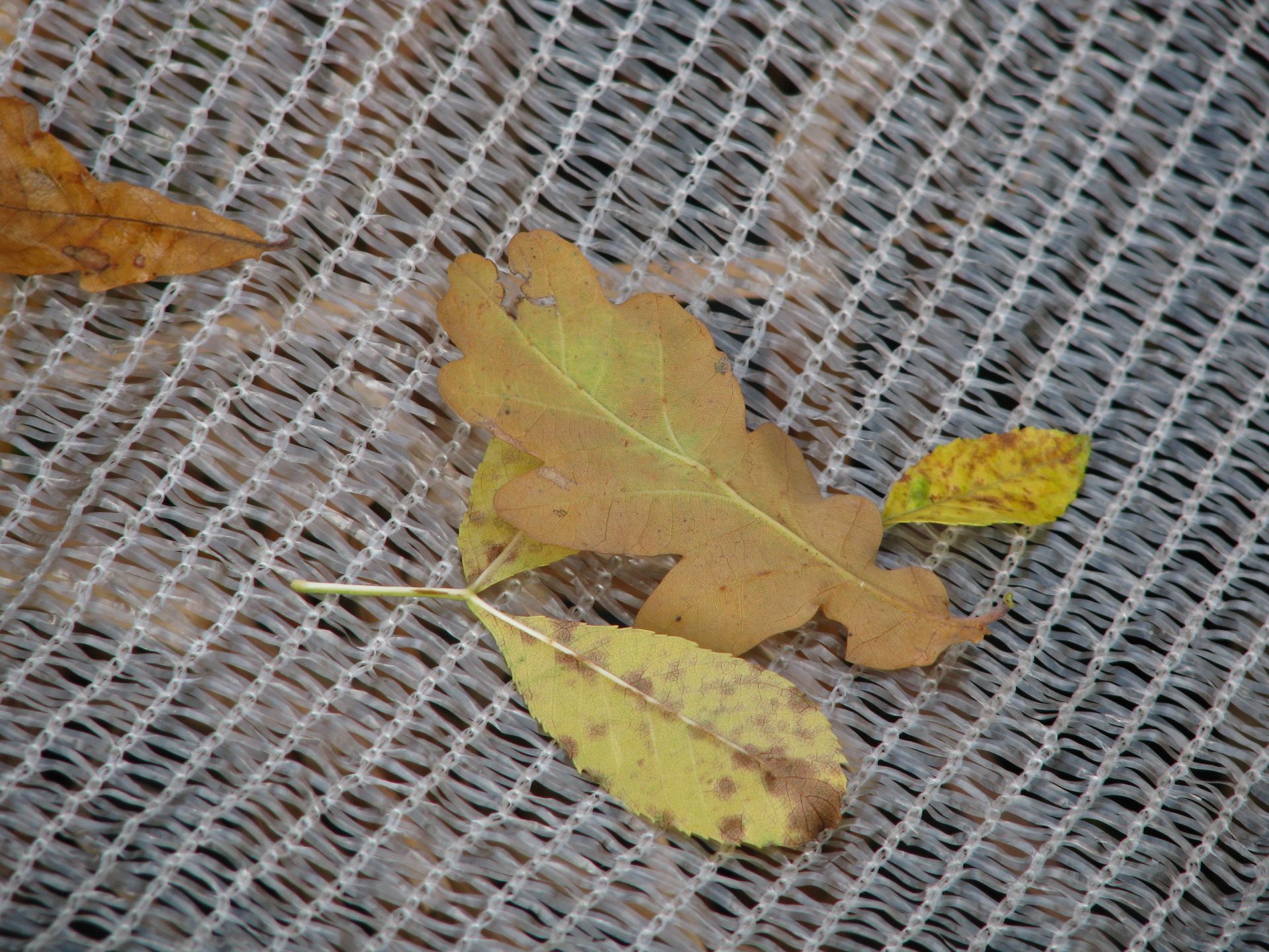 Teichnetz feinmaschig