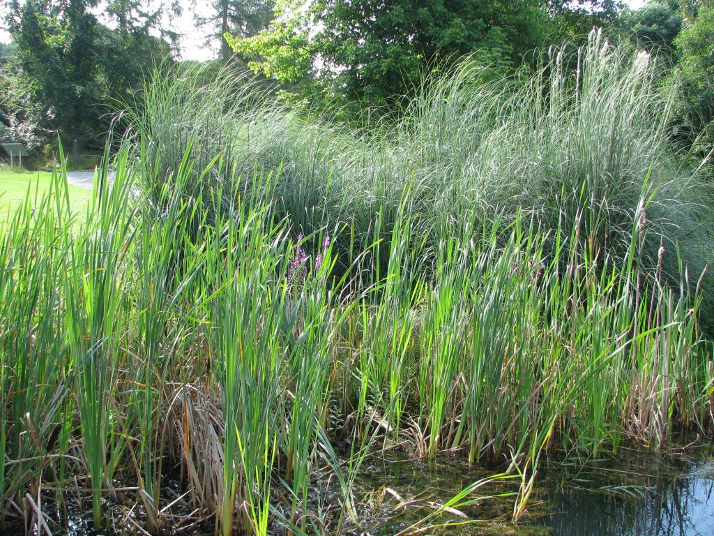 Rohrkolben | Typha sp.