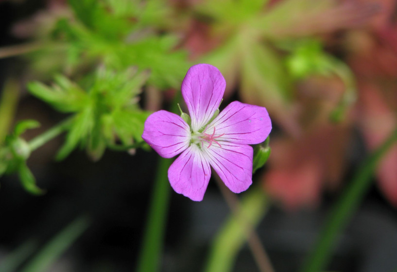 Sumpfstorchenschnabel | Geranium palustre