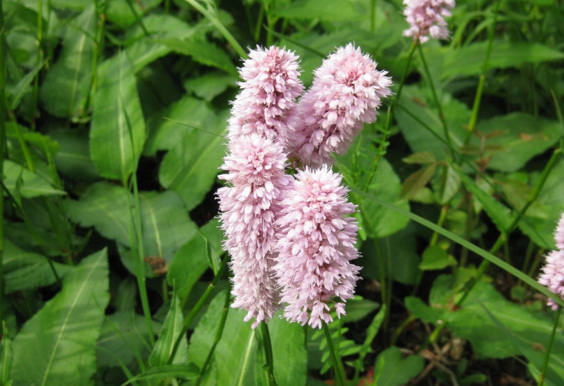 Blütenstand vom  Wiesenknöterich