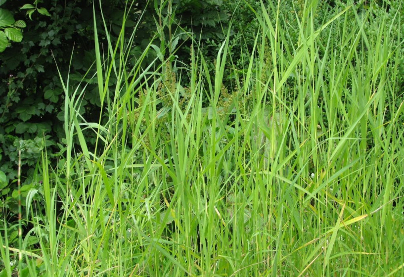 Zwergschilf | Phragmites australis Humilis