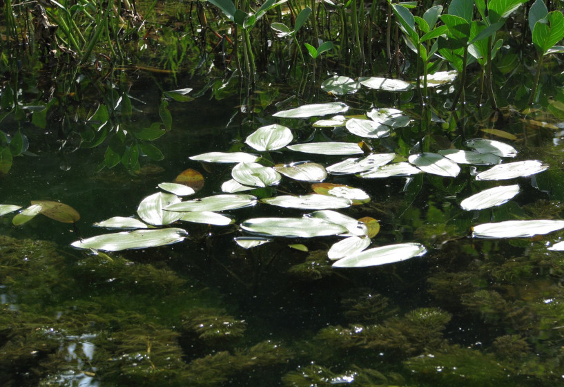 Schwimmendes Laichkraut im Gartenteich