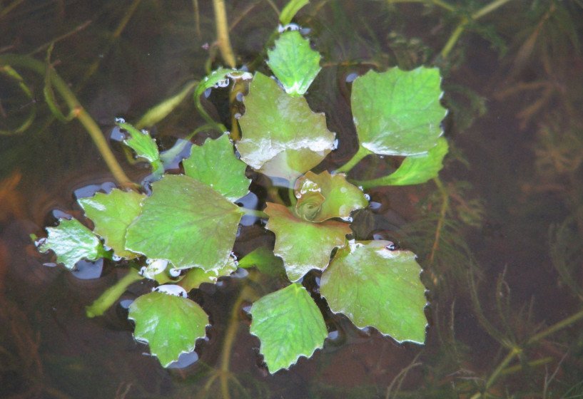 Wassernuss | Trapa natans