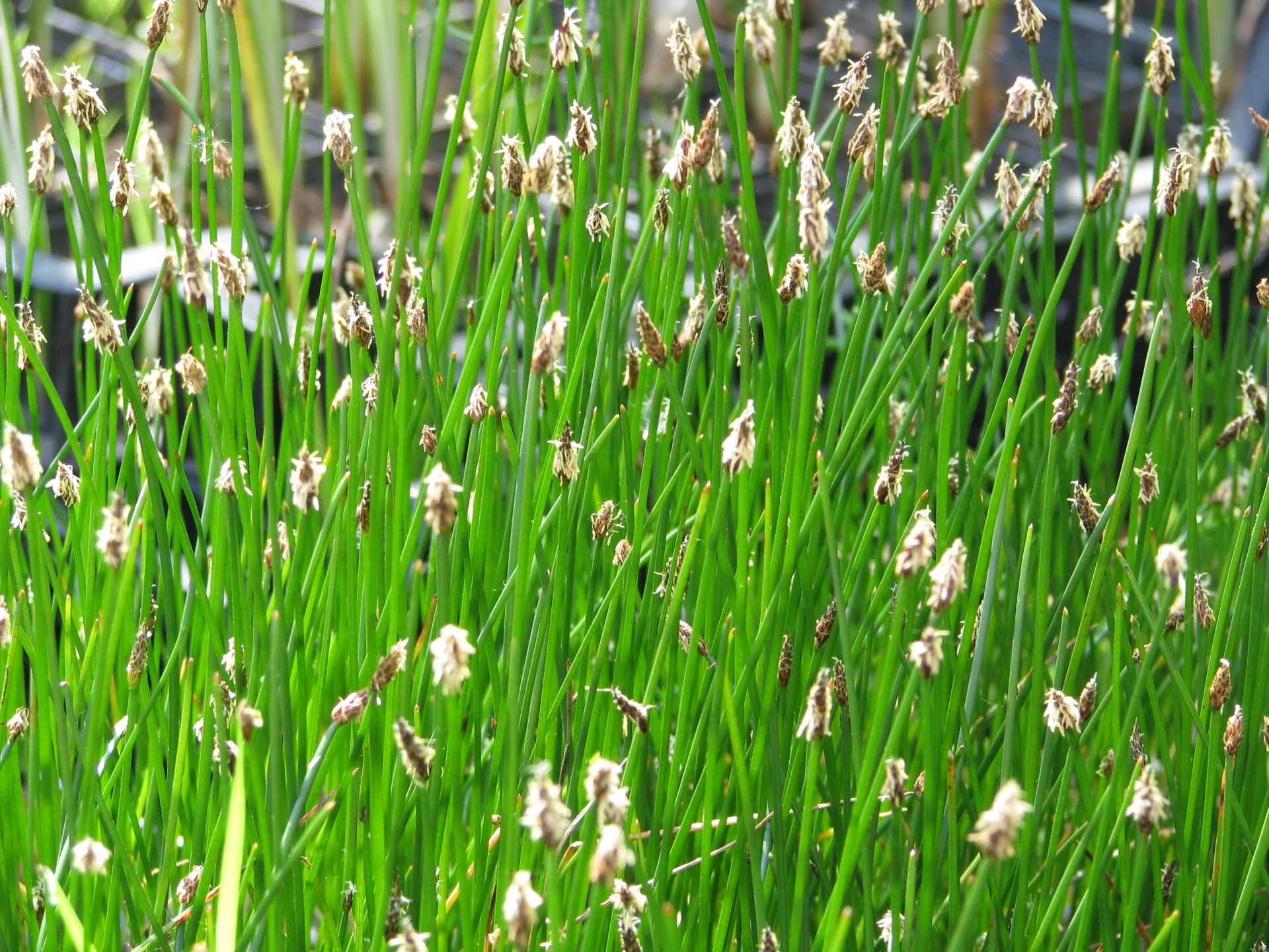 Kleine Sumpfbinse | Eleocharis palustris 