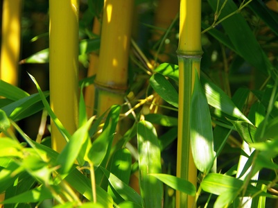 Bambus am Teich?