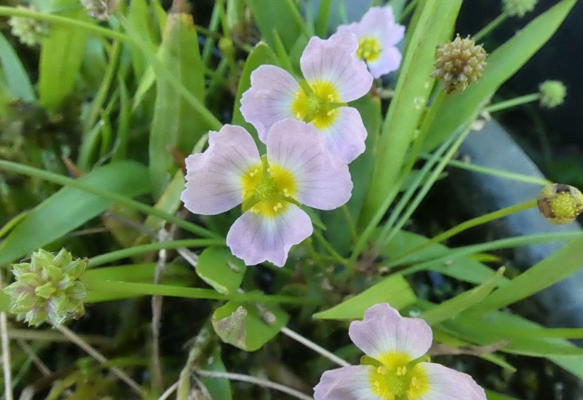 Igelschlauch | Baldellia ranunculoides