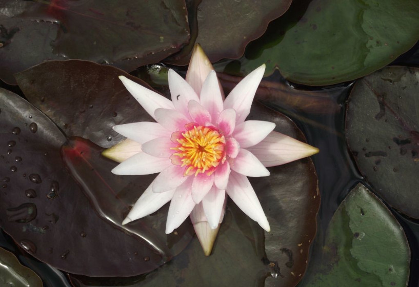 Seerose Nympaea Michael Berthold