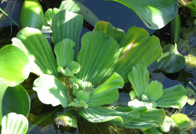 Muschelblume | Pistia stratiotes