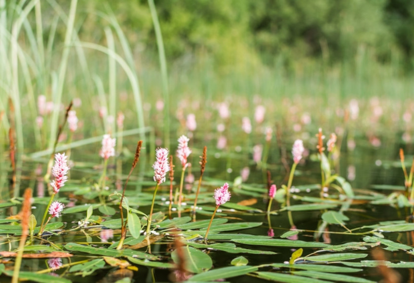 Wasserknöterich | Persicaria amphibia