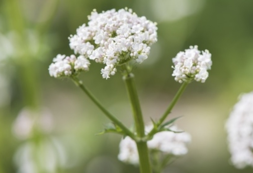 Echter Baldrian | Valeriana officinalis