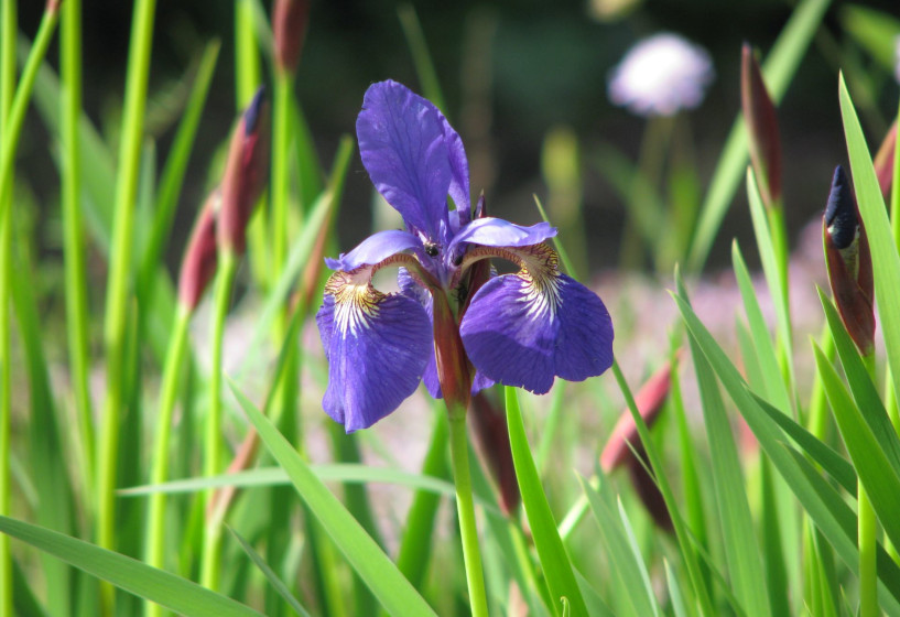 Sibirische Iris