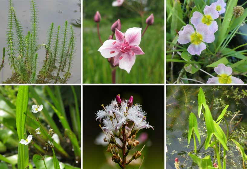 Flachwasserpflanzen Sortiment