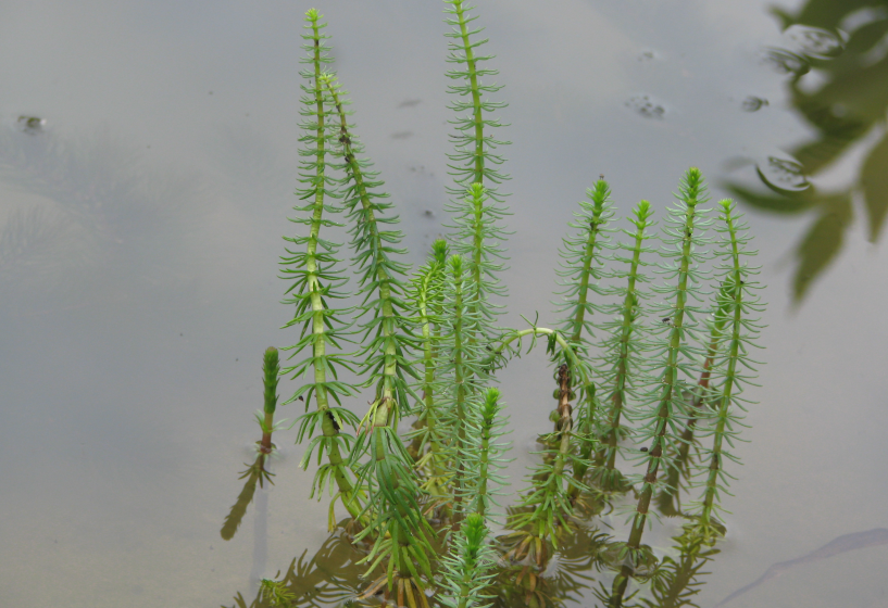 Tannenwedel (Hippuris vulgaris)