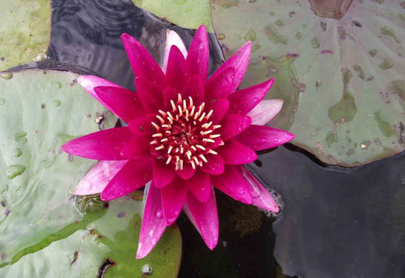 rot blühende Nymphaea Escarboucle