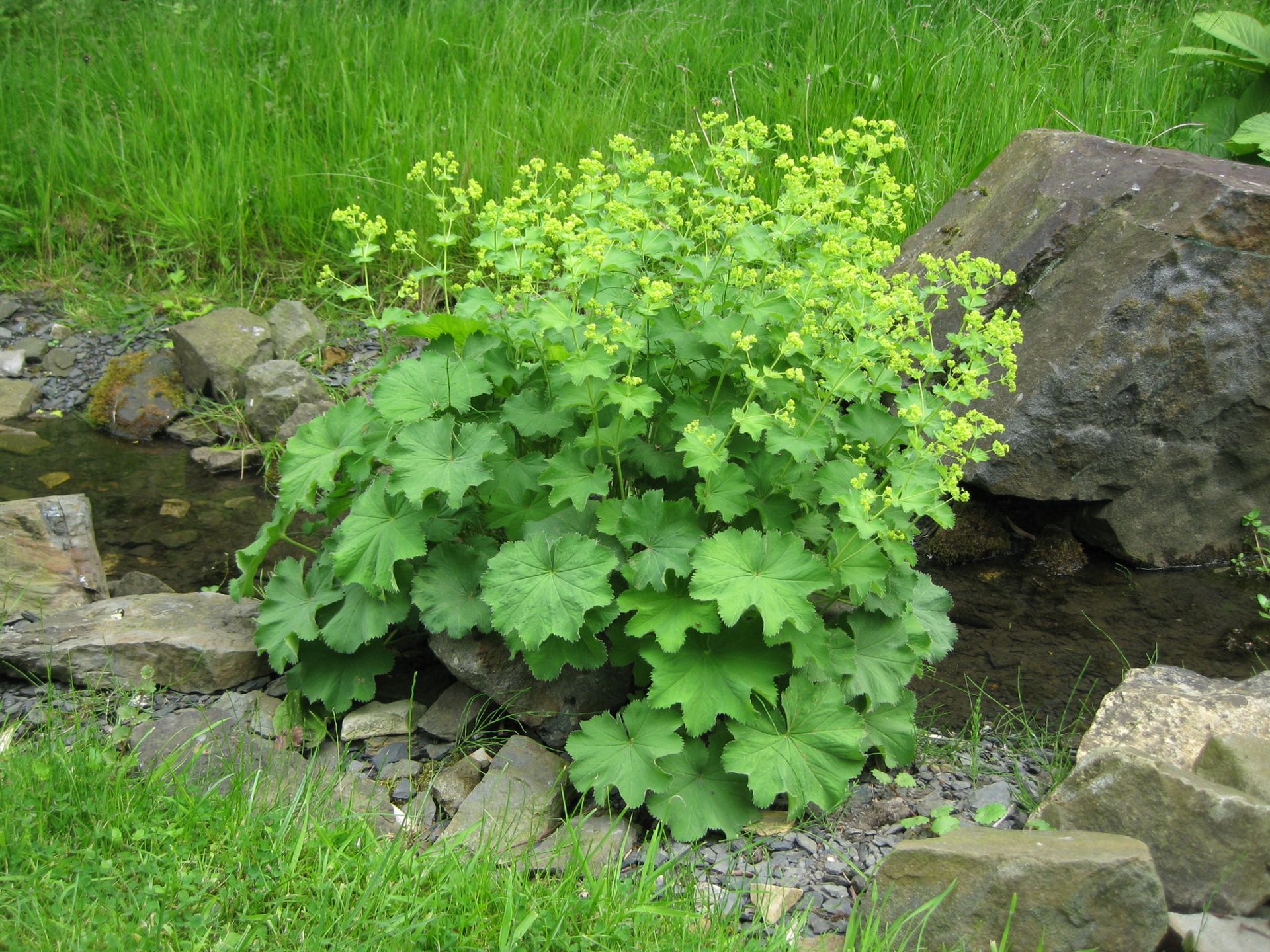 Frauenmantel | Alchemilla mollis 