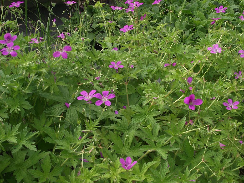 Geranium palustre