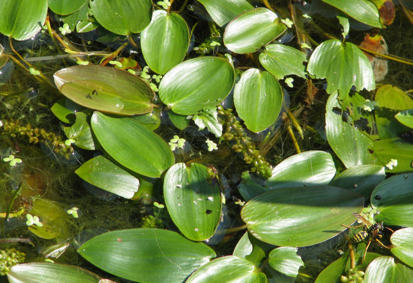 Schwimmendes Laichkraut | Potamogeton natans