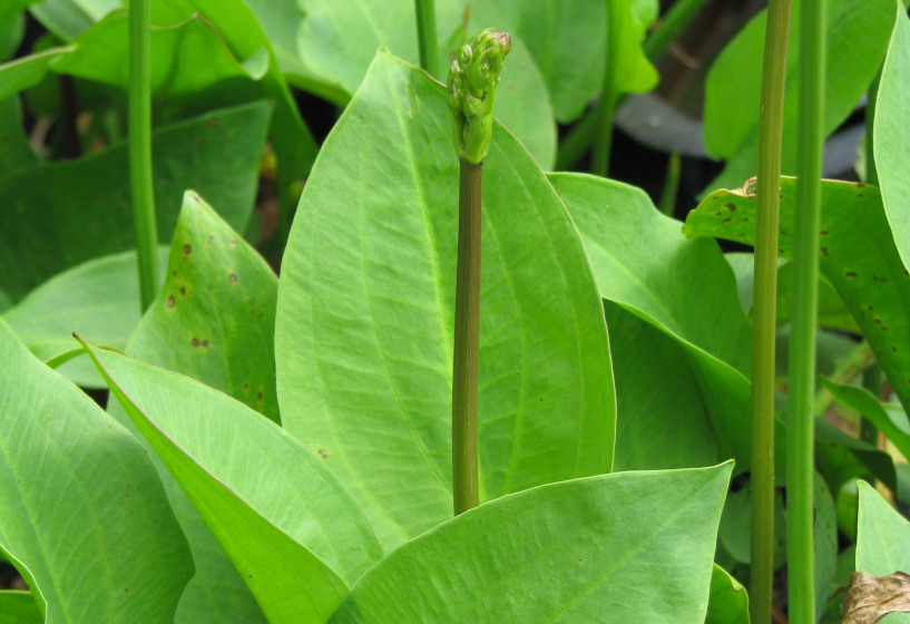 Gewöhnlicher Froschlöffel | Alisma plantago-aquatica