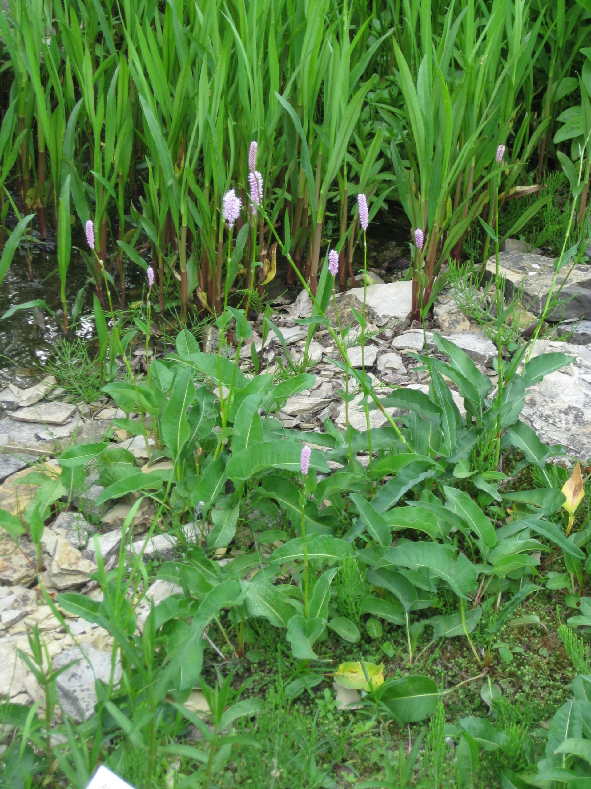 Schlangenwurz oder Wiesenknöterich