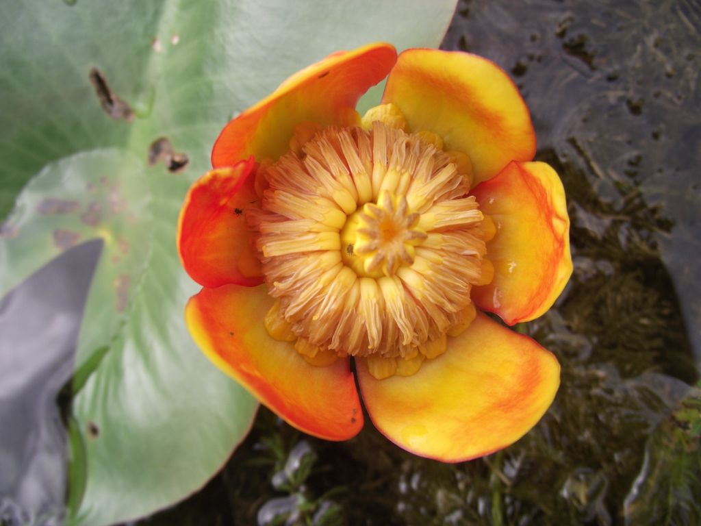 Teichrosen für Kübel und Gartenteich