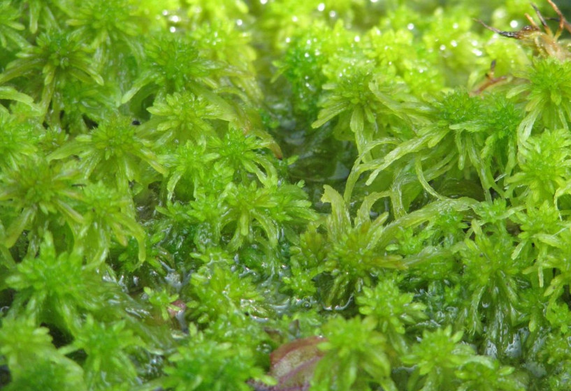 Torfmoos | Sphagnum sp.