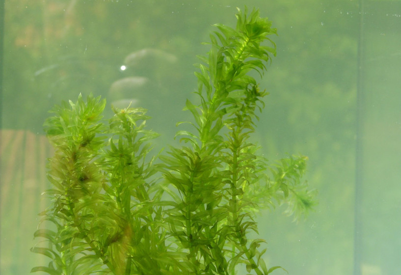 Dickblättrige Wasserpest | Egeria densa