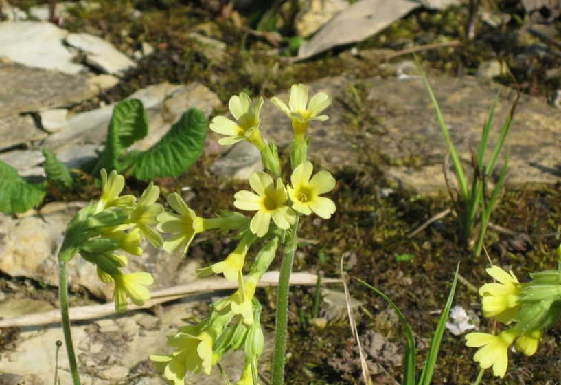 Hohe Schlüsselblume (Primula elatior)