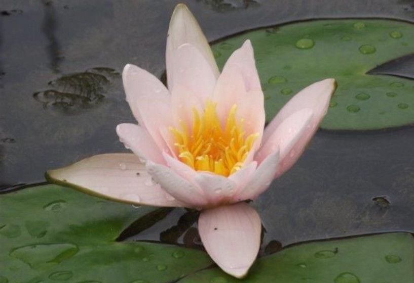 Seerose rosa Nymphaea "Berthold"