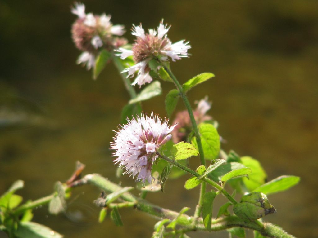 Wasserminze |  Mentha aquatica