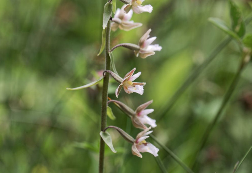 Epipactis 'Sabine'