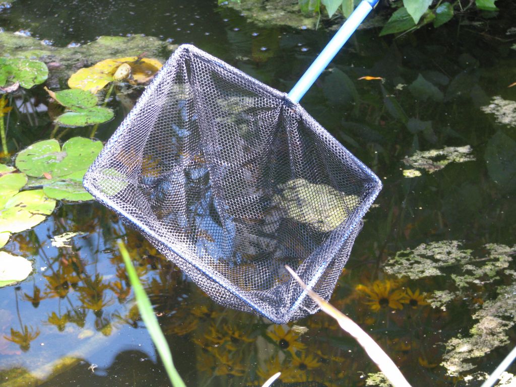 Pflegearbeiten am Gartenteich