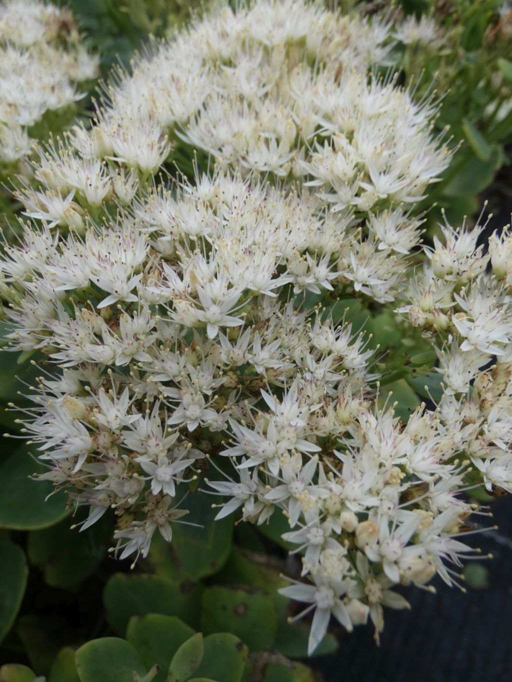 Weiße Fetthenne | Sedum spectabile "Iceberg"