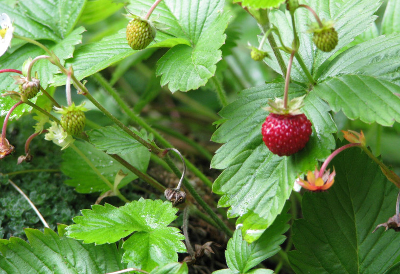 Walderdbeere | Fragaria vesca