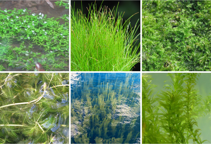 Sauerstoffpflanzen für Teiche