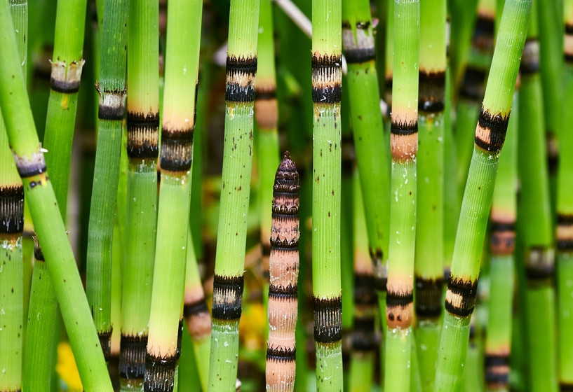 Riesen-Winterschachtelhalm | Equisetum hyemale Robustum