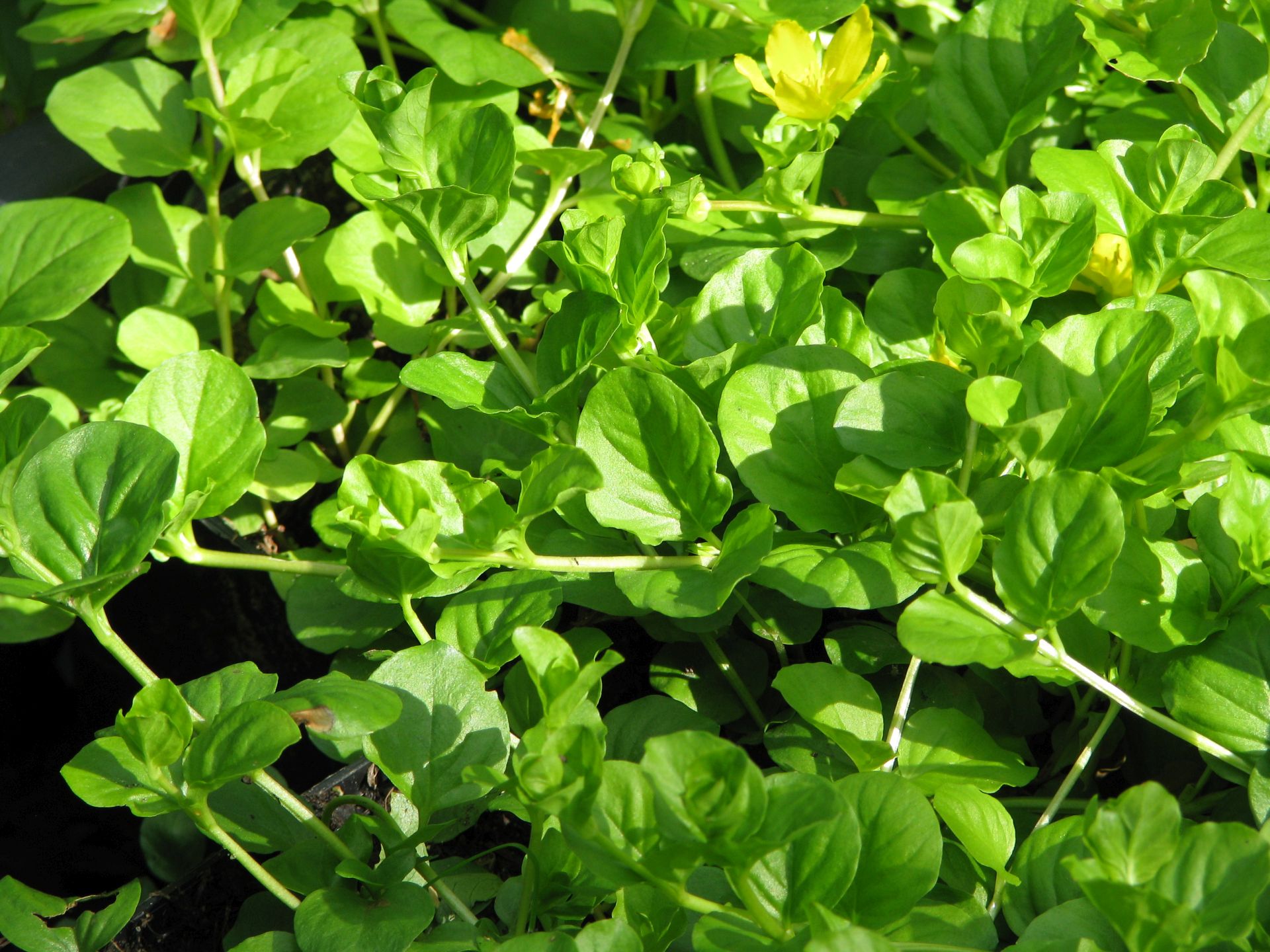 Pfennigkraut als Bodendecker am Teich