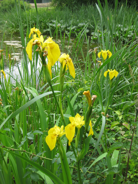 Blütenstand der Wasserschwertlilie