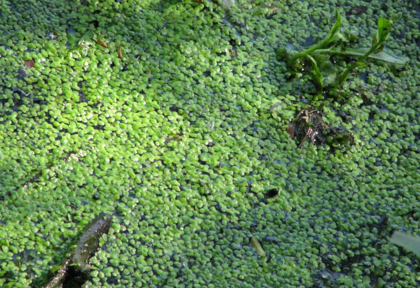 Wasserlinsen | Lemna sp.