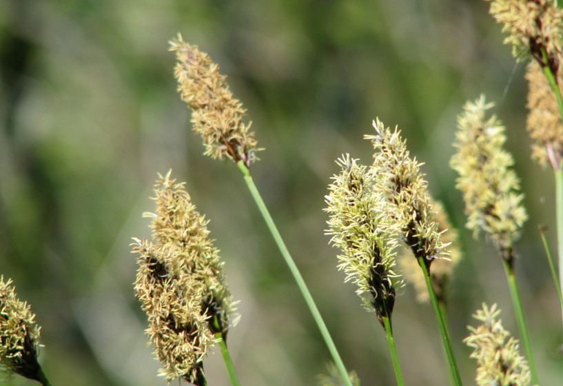 Schwarzschopfsegge | Carex appropinquata 