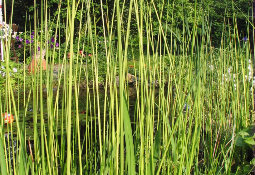 Teichsimse Weißbestreift | Scirpus lacustris Albescens