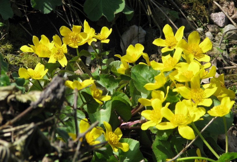 Sumpfdotterblume | Caltha palustris