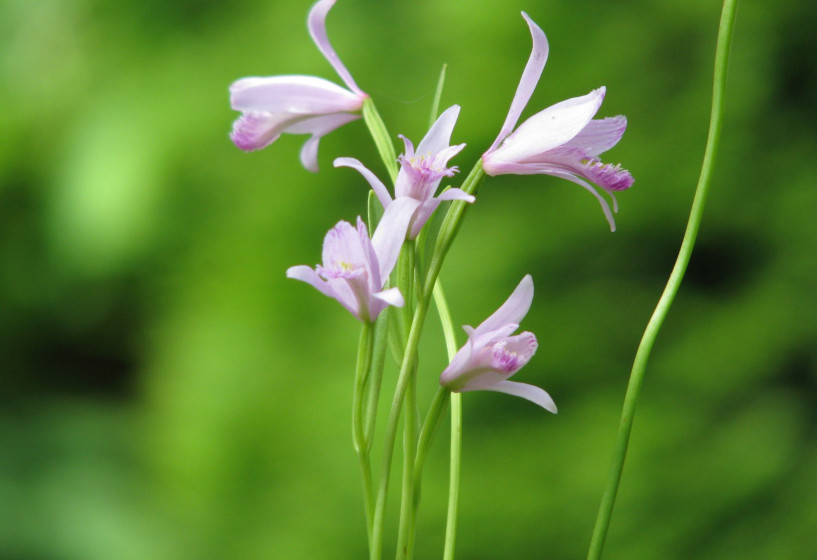 Blütenstand von Pogonia ophioglossoides 