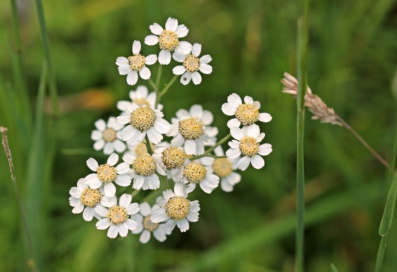 Sumpf-Schafgarbe | Achillea ptarmica