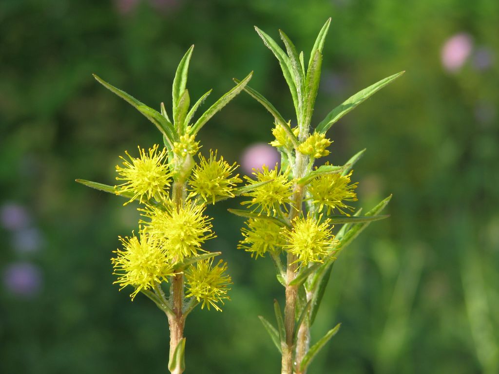 Teichpflanze Gilbweiderich