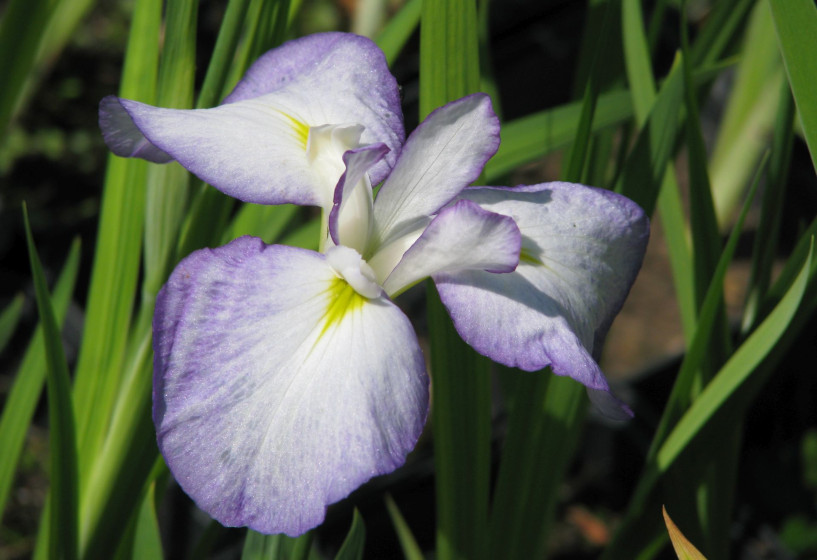 Blüte der Japaniris