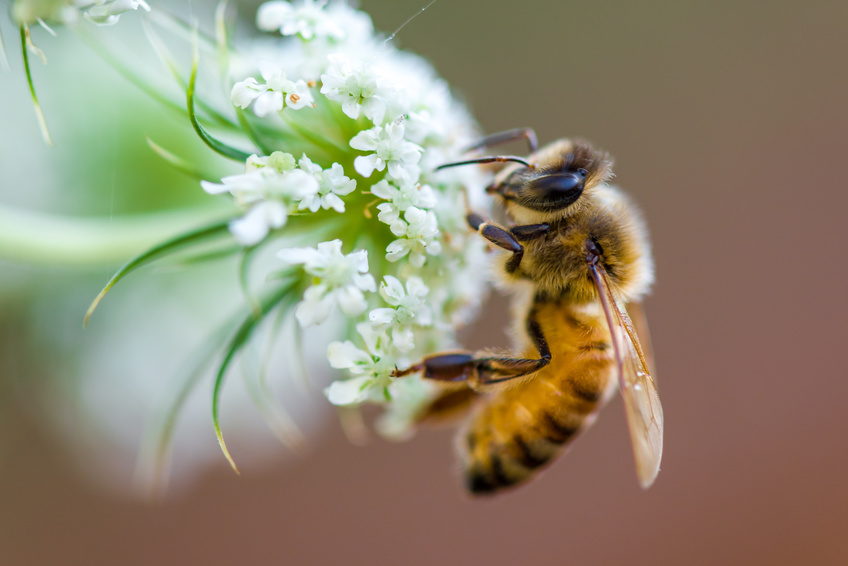 Dachbegrünung als Bienenweide