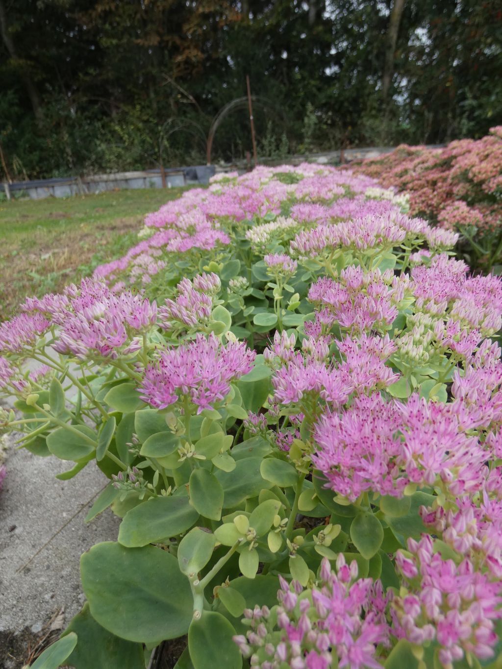 Hohe Fetthenne "Brilliant | Sedum spectabile 