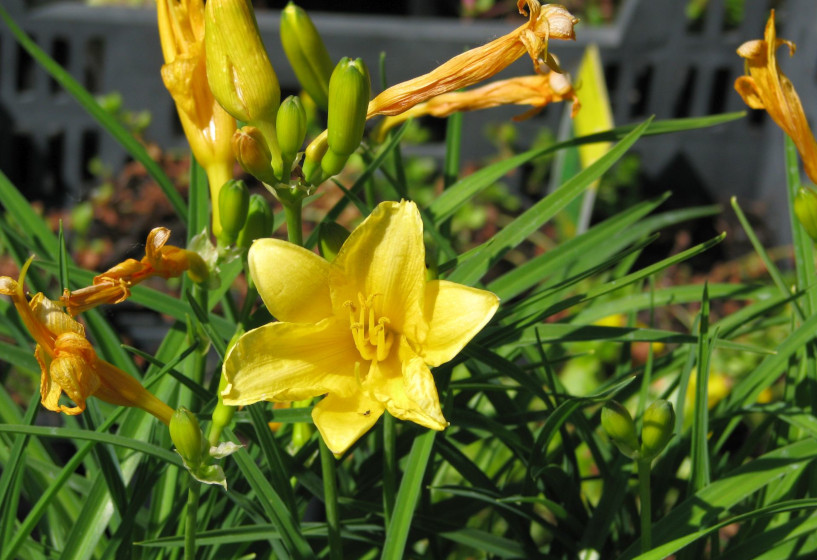 Taglilie | Hemerocallis "Stella De Oro"