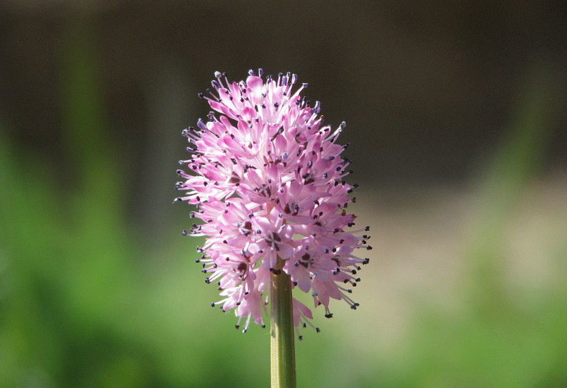 Sumpfnelke | Helonias bullata